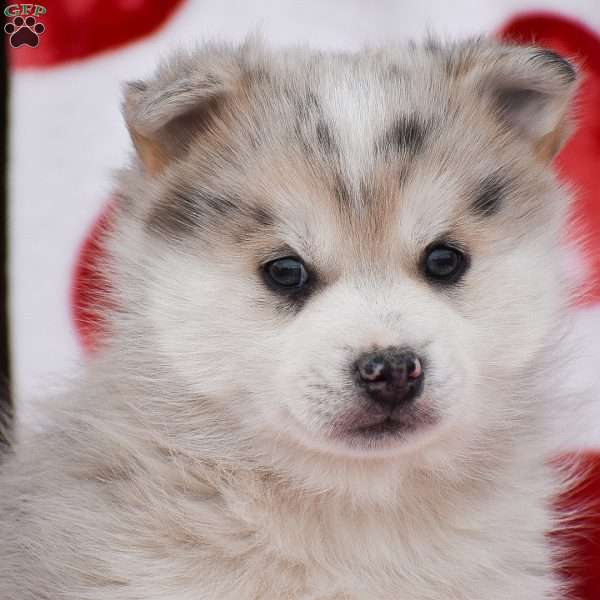 Anthony, Pomsky Puppy