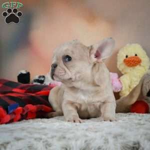 Mia, French Bulldog Puppy