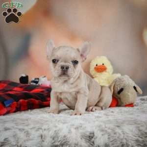 Mia, French Bulldog Puppy