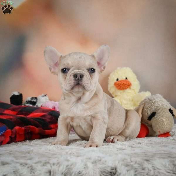 Mia, French Bulldog Puppy