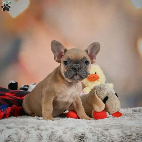 Sophia, French Bulldog Puppy