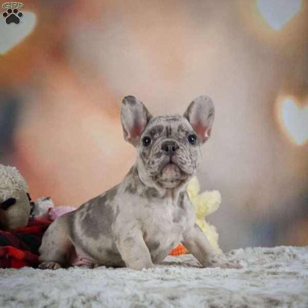 Max, French Bulldog Puppy