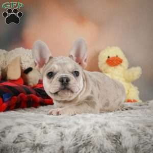 Lark, French Bulldog Puppy