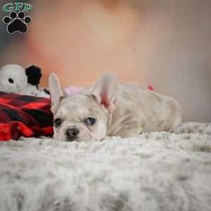 Lark, French Bulldog Puppy