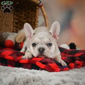 Lark, French Bulldog Puppy