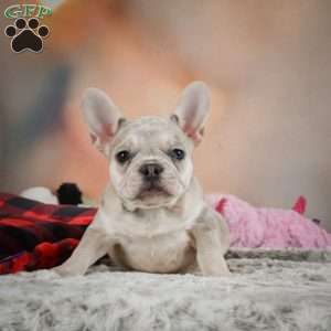 Lark, French Bulldog Puppy