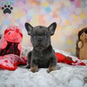 Frankie, French Bulldog Puppy