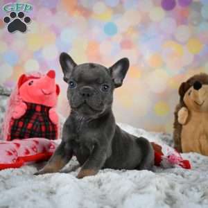 Frankie, French Bulldog Puppy