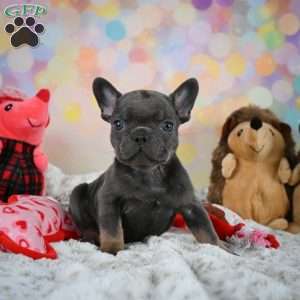 Frankie, French Bulldog Puppy