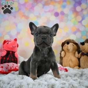 Frankie, French Bulldog Puppy