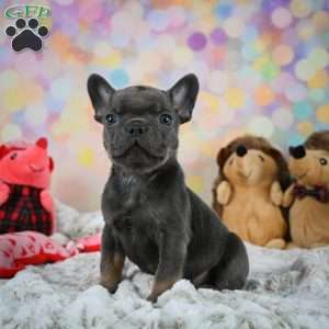 Frankie, French Bulldog Puppy