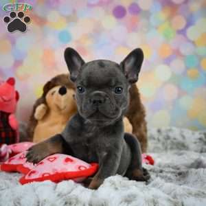 Frankie, French Bulldog Puppy