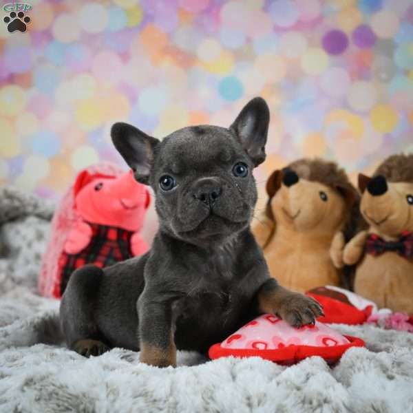 Frankie, French Bulldog Puppy