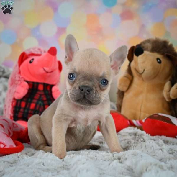 Louie, French Bulldog Puppy