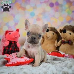 Louie, French Bulldog Puppy