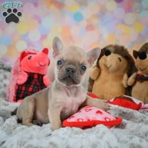 Louie, French Bulldog Puppy