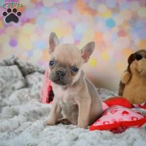 Louie, French Bulldog Puppy