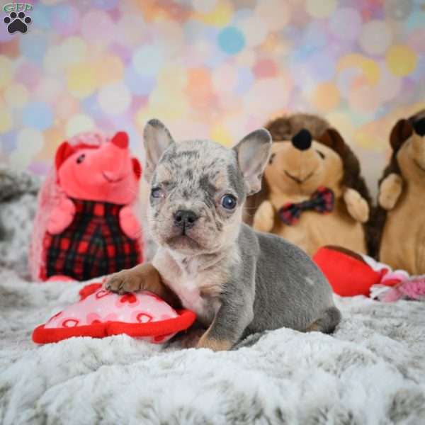 Lavender, French Bulldog Puppy