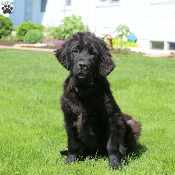 Daffodil, Newfoundland Puppy