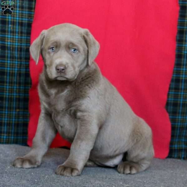 Dahlia, Silver Labrador Retriever Puppy