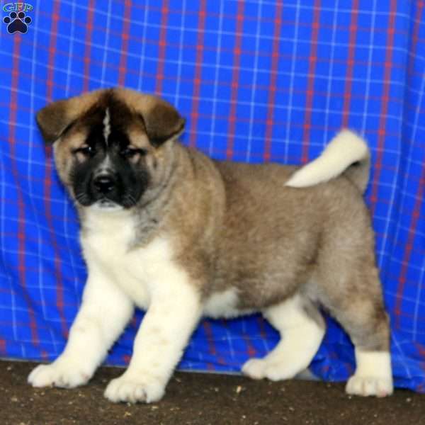 Dahlia, Akita Puppy