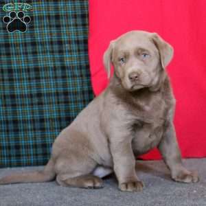 Dahlia, Silver Labrador Retriever Puppy