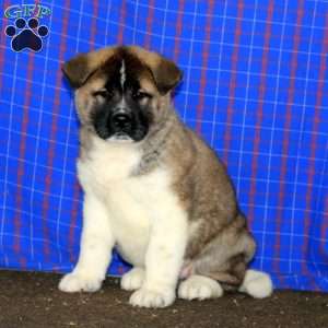 Dahlia, Akita Puppy