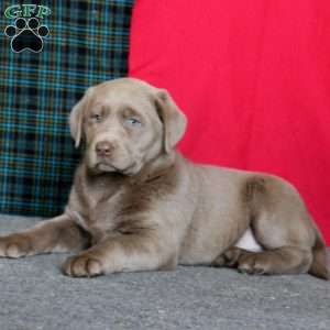 Dahlia, Silver Labrador Retriever Puppy