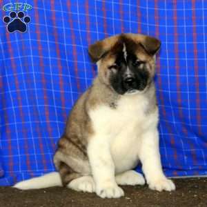 Dahlia, Akita Puppy