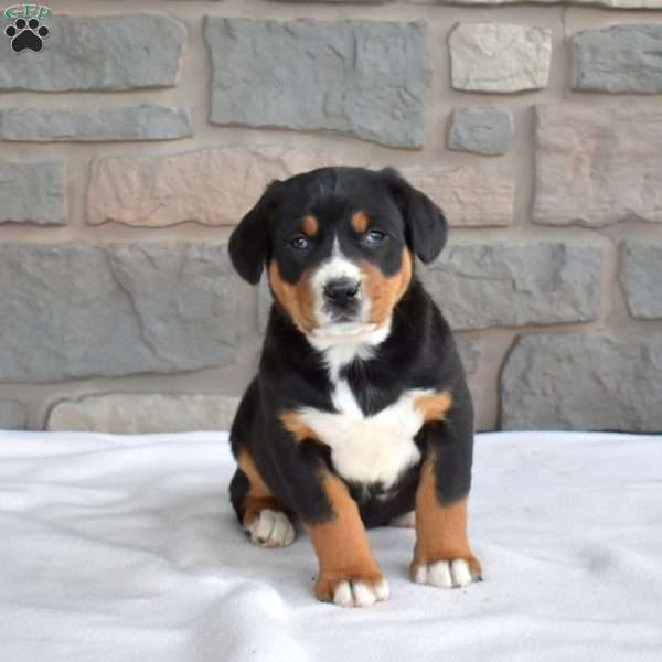 Daisy, Greater Swiss Mountain Dog Puppy