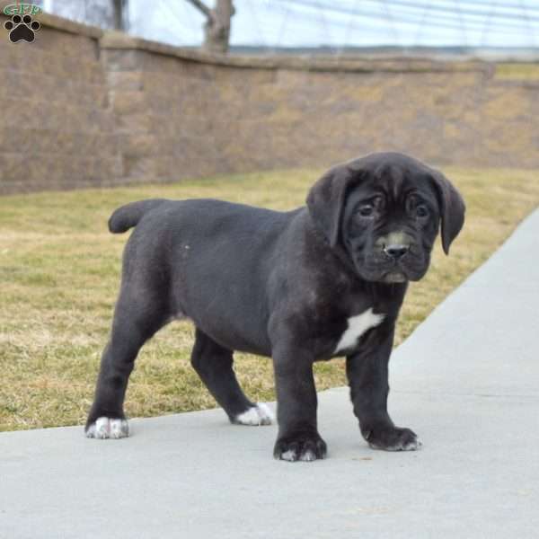 Daisy, Cane Corso Puppy