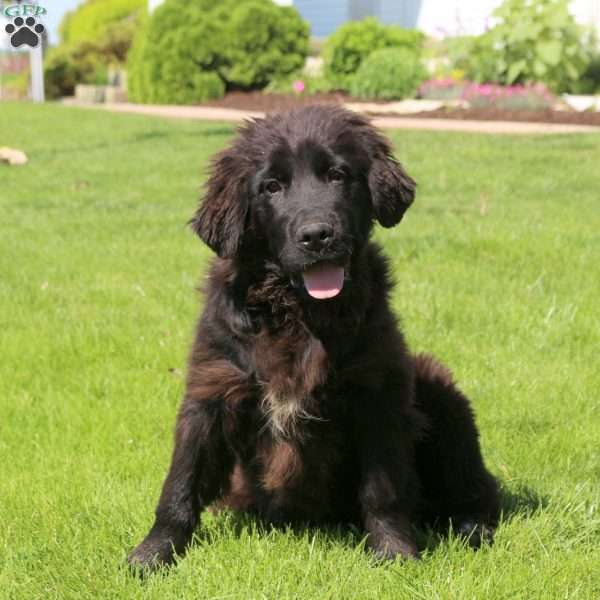 Daisy, Newfoundland Puppy