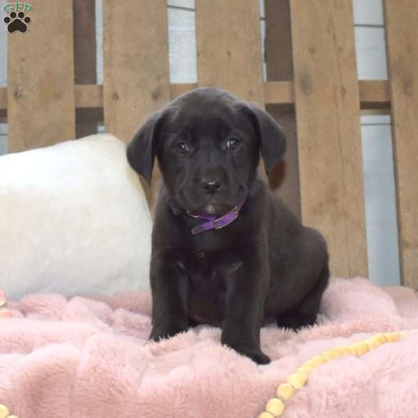 Daisy, Labrador Mix Puppy