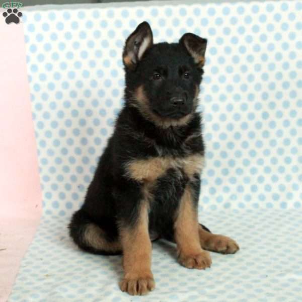 Daisy, German Shepherd Puppy