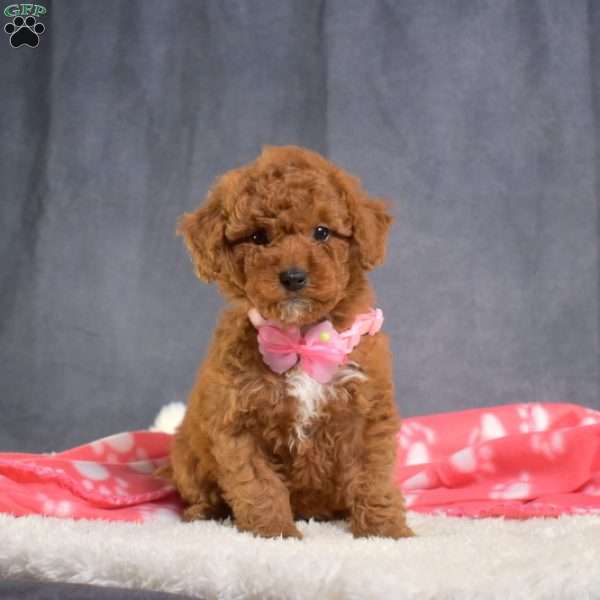 Daisy, Mini Goldendoodle Puppy