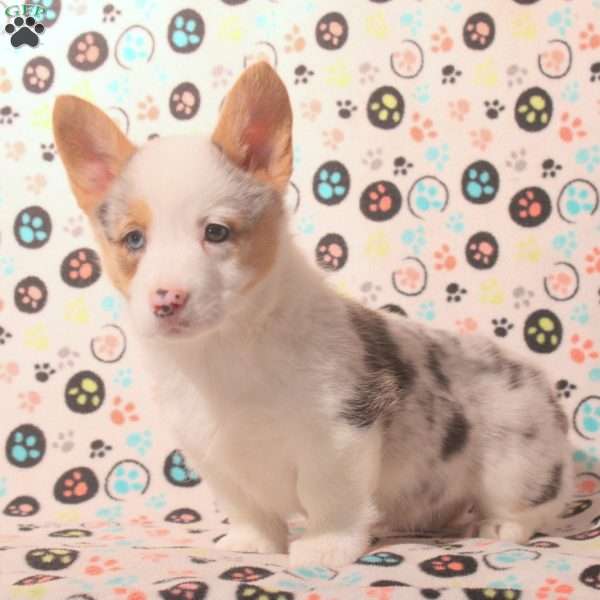 Daisy, Pembroke Welsh Corgi Puppy