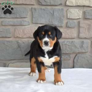 Daisy, Greater Swiss Mountain Dog Puppy