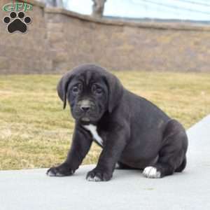 Daisy, Cane Corso Puppy