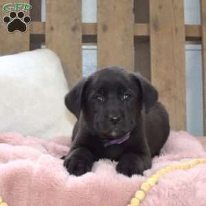 Daisy, Labrador Mix Puppy