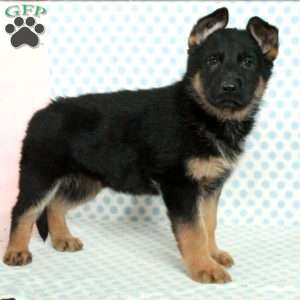 Daisy, German Shepherd Puppy