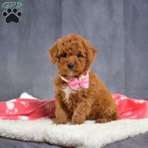 Daisy, Mini Goldendoodle Puppy