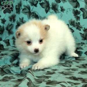 Daisy, Pomeranian Puppy
