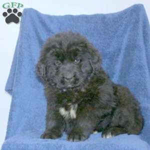 Daisy, Newfoundland Puppy