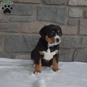 Daisy, Greater Swiss Mountain Dog Puppy