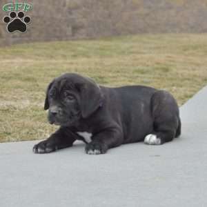 Daisy, Cane Corso Puppy