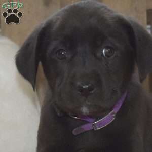 Daisy, Labrador Mix Puppy