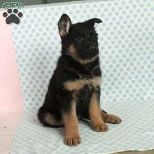 Daisy, German Shepherd Puppy