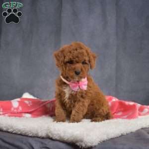 Daisy, Mini Goldendoodle Puppy