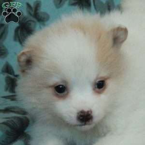 Daisy, Pomeranian Puppy