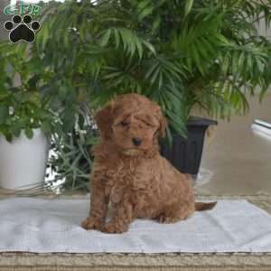 Daisy, Shih-Poo Puppy